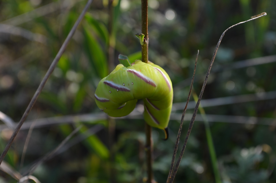Sphinx ligustri - fagyalszender