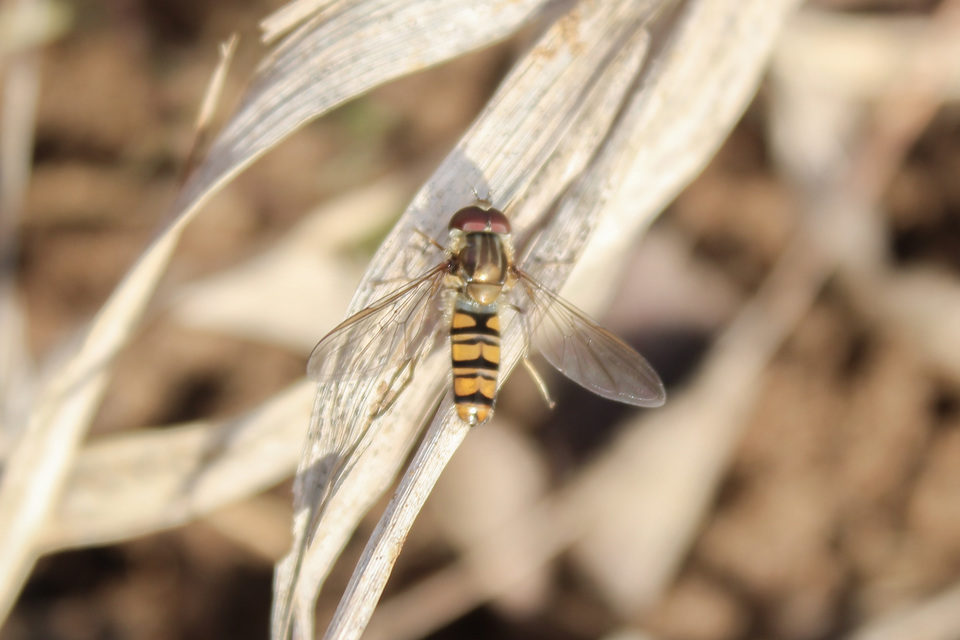 Episyrphus balteatus - ékfoltos zengőlégy