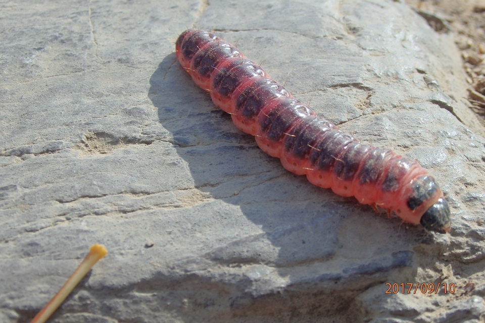 Cossus cossus - fűzfarontólepke