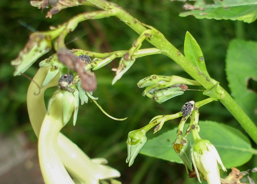 Cionus scrophulariae - görvélyfű-gömbormányos