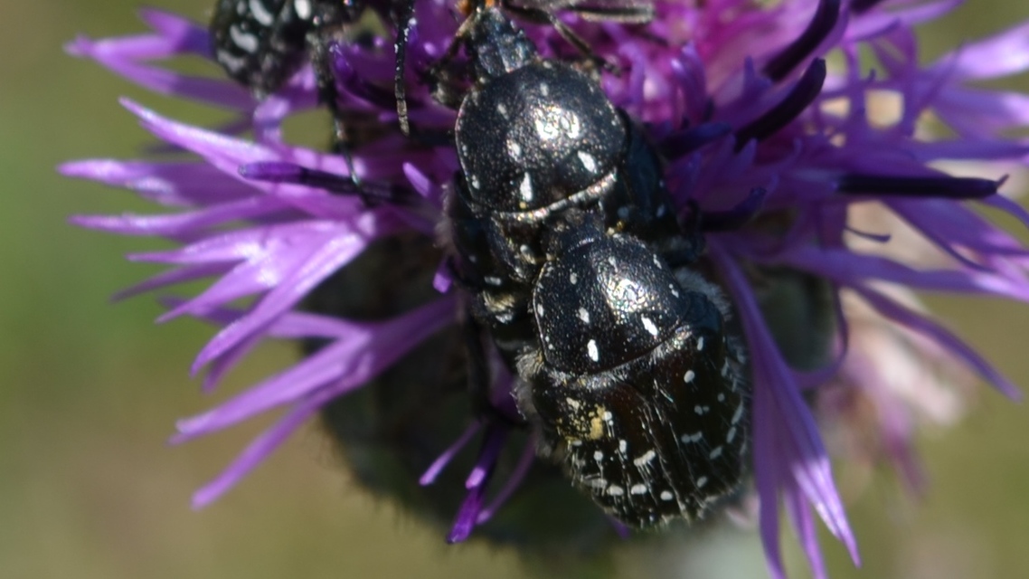 Oxythyrea funesta - sokpettyes virágbogár