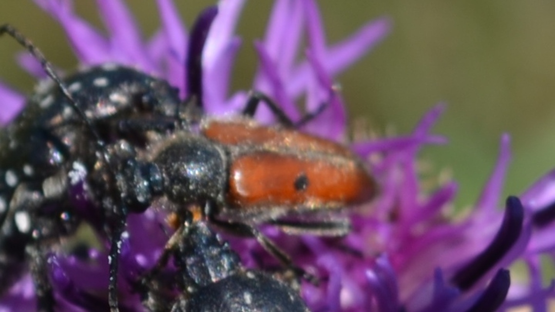 Vadonia unipunctata - kétpettyes virágcincér