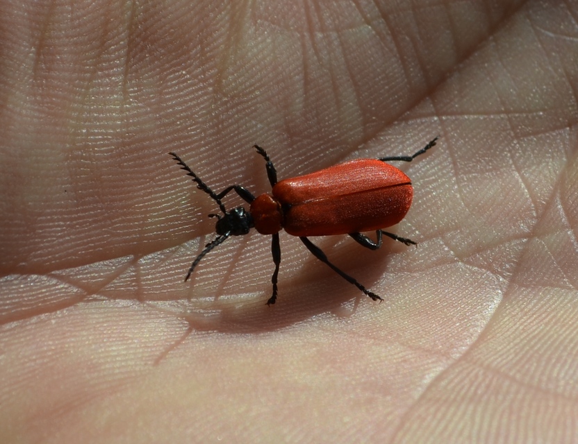 Pyrochroa coccinea - nagy bíborbogár