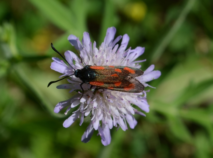 Zygaena loti - közönséges csüngőlepke