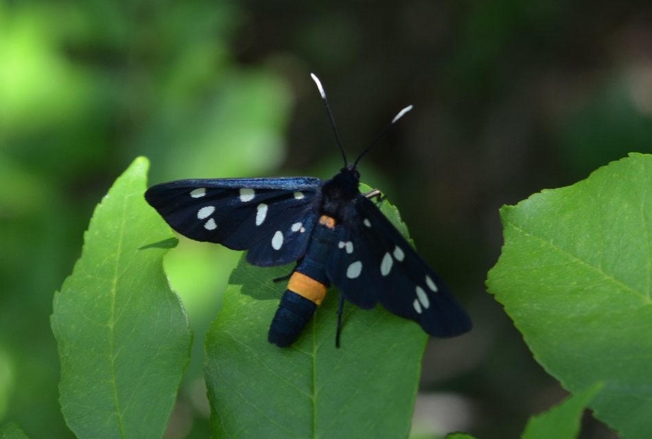 Amata phegea - fehérpettyes álcsüngőlepke