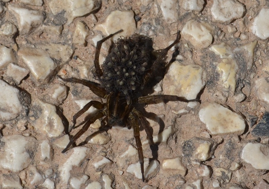 Lycosidae - farkaspókok