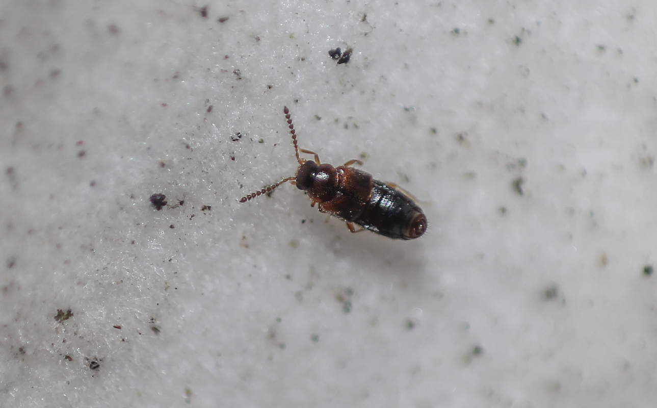 Gyrophaena rugipennis - varacskos taplóholyva
