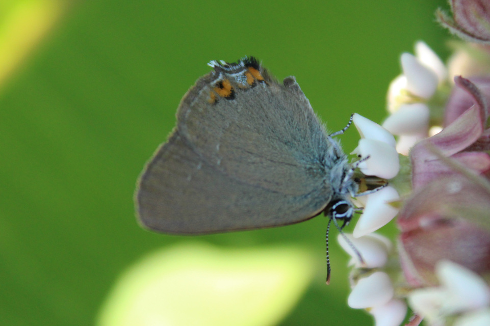 Satyrium acaciae - akác-csücsköslepke