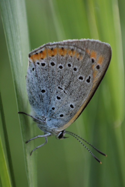 Lycaena dispar rutilus - nagy tűzlepke