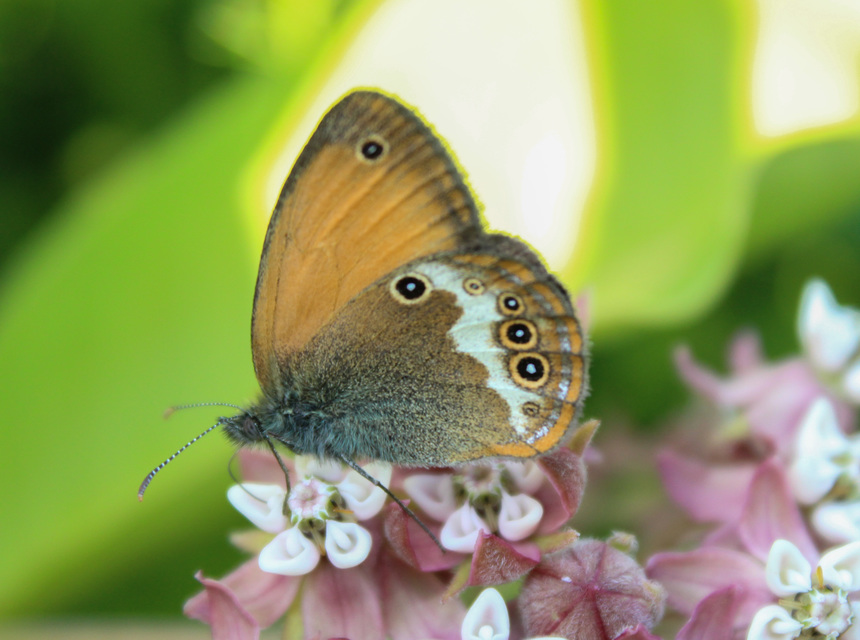 Coenonympha arcania - fehéröves szénalepke