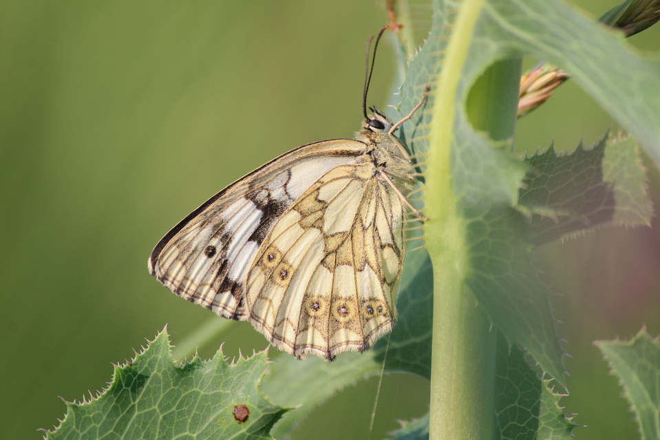 Melanargia galathea - sakktáblalepke