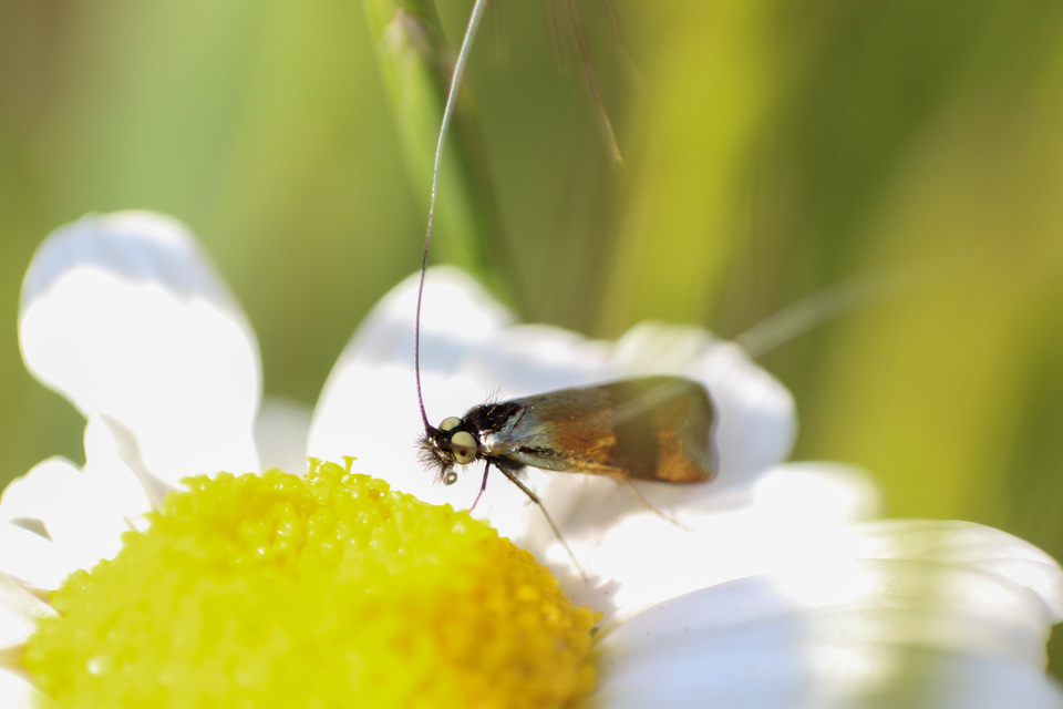 Nemophora fasciella - feketesávú tőrösmoly