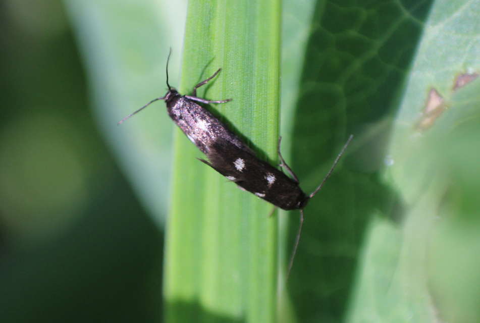Parascythris muelleri - kétpettyes zöldmoly