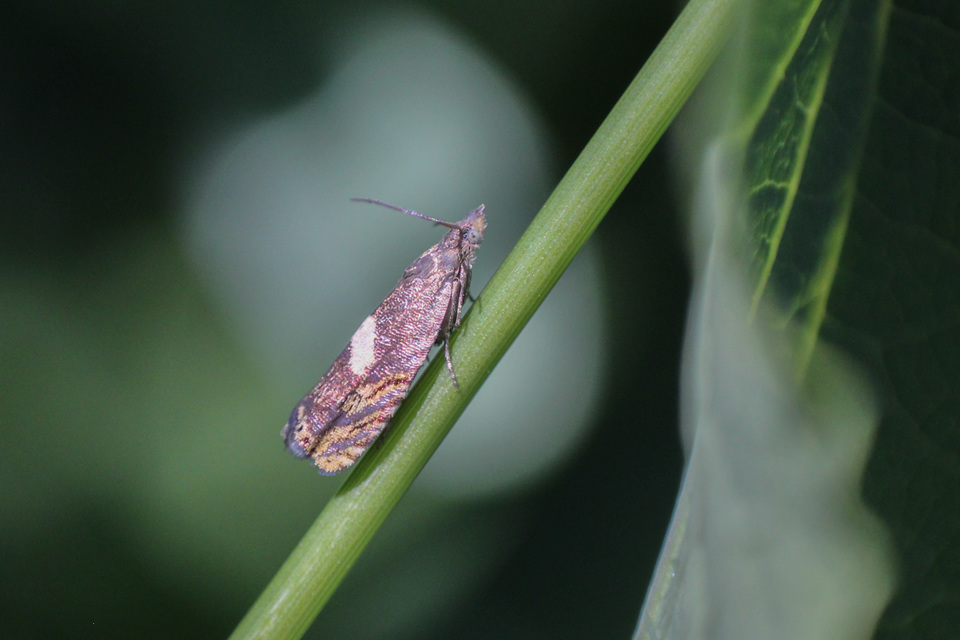 Dichrorampha