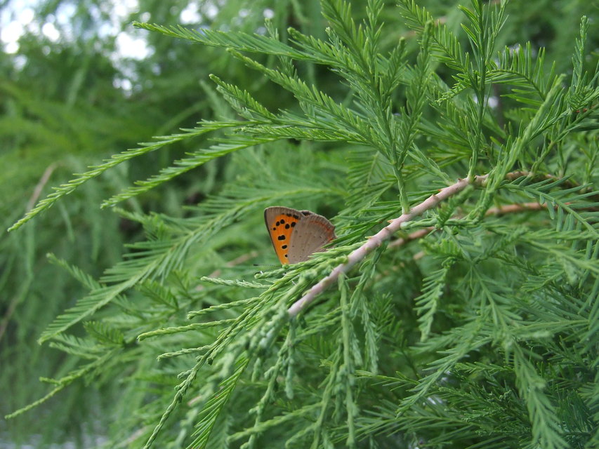 Lycaena phlaeas - közönséges tűzlepke