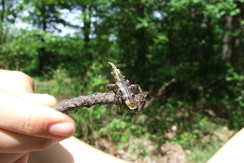 Rhagium sycophanta - tölgyes-tövisescincér
