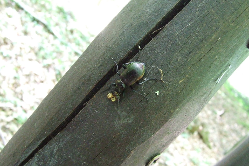 Calosoma inquisitor - kis bábrabló