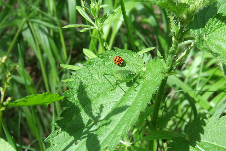 Harmonia axyridis - harlekinkatica