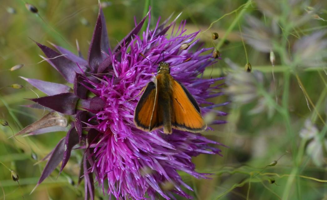 Thymelicus sylvestris - barna busalepke