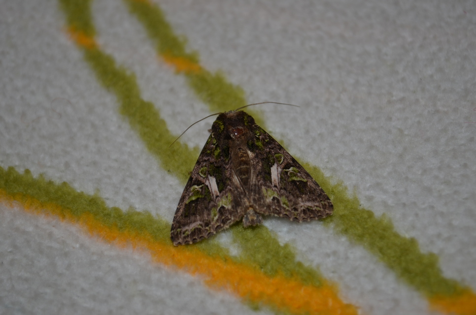 Trachea atriplicis - nyári zöldbagoly