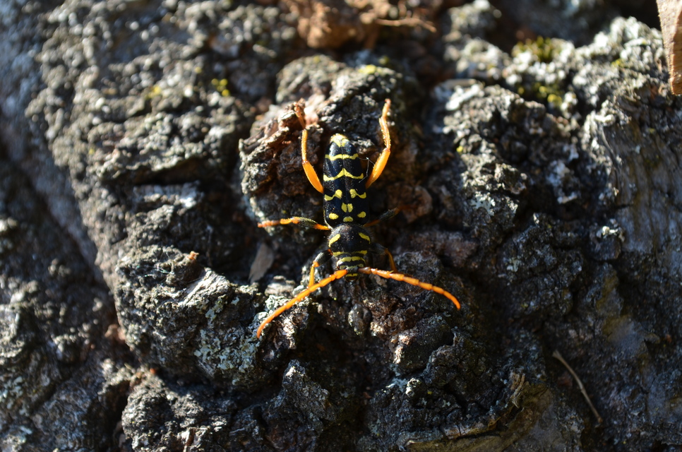 Plagionotus arcuatus - bársonyos darázscincér
