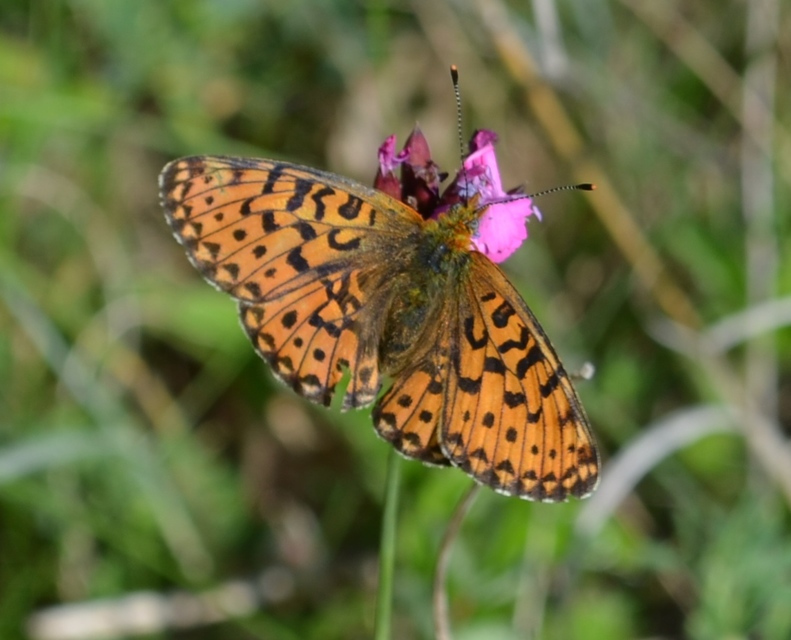 Boloria euphrosyne - árvácska-gyöngyházlepke