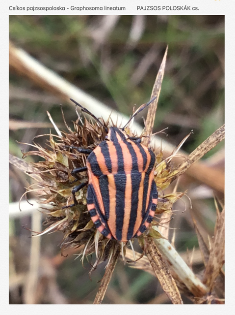Graphosoma italicum - csíkos pajzsospoloska
