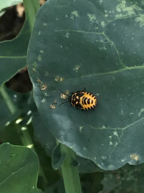 Eurydema Eurydema