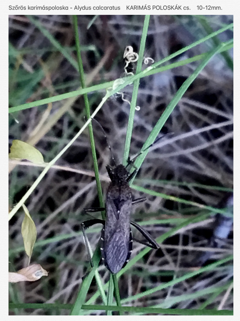 Alydus calcaratus - szőrös tövispoloska