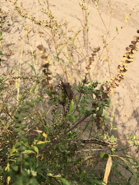 Coreus marginatus - közönséges karimáspoloska