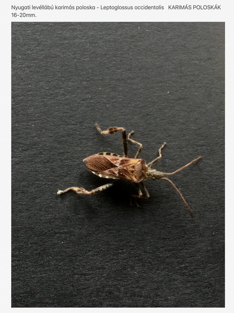 Leptoglossus occidentalis - nyugati levéllábú poloska