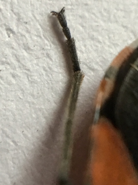 Lygaeus simulans - hamis lovagbodobács