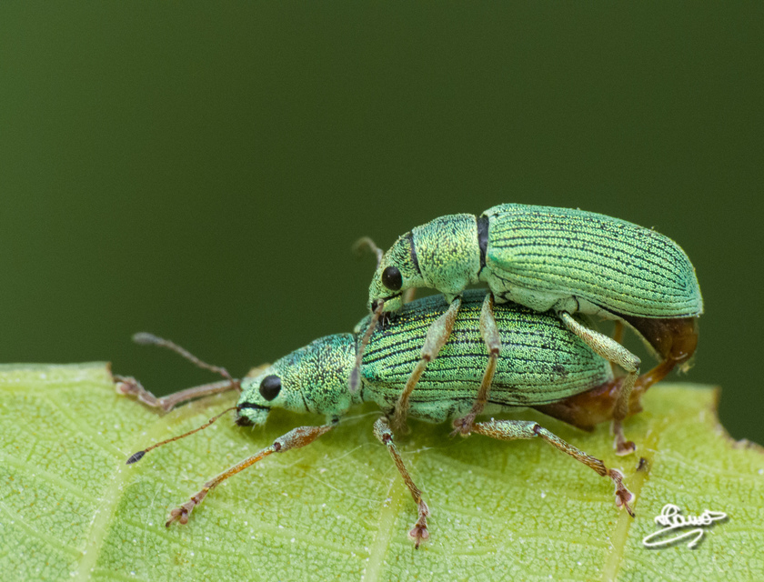 Polydrusus formosus - selymes lombormányos
