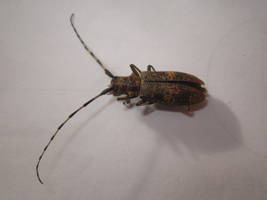 Monochamus galloprovincialis pistor - foltos fenyvescincér