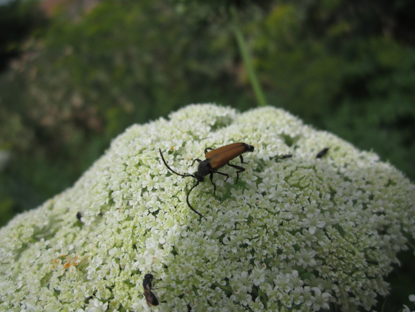 Stictoleptura fulva - vörhenyes virágcincér