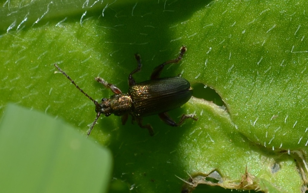 Plateumaris consimilis - rövidnyakú sásbogár