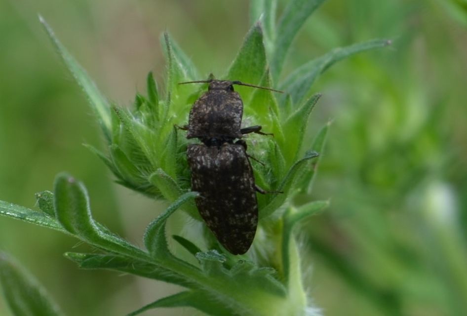 Agrypnus murinus - egérszínű pikkelyespattanó