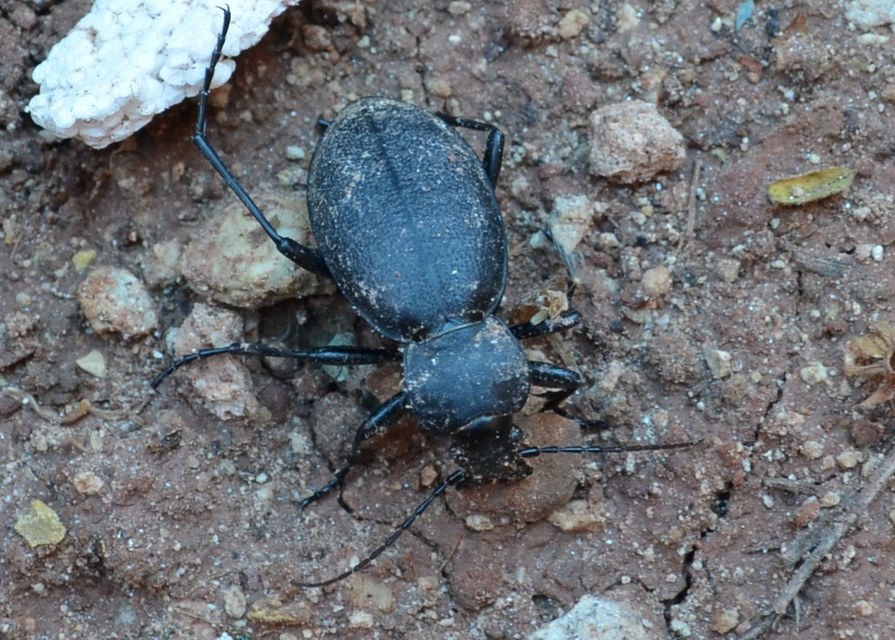 Carabus coriaceus - bőrfutrinka