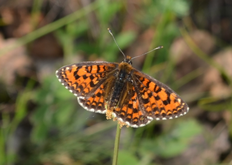Melitaea trivia - kis tarkalepke