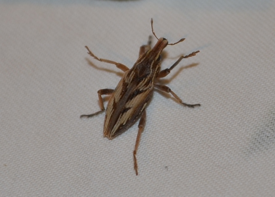 Coniocleonus nigrosuturatus - nyíljegyes barkó