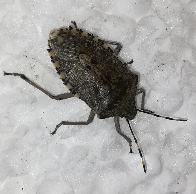 Rhaphigaster nebulosa - bencepoloska