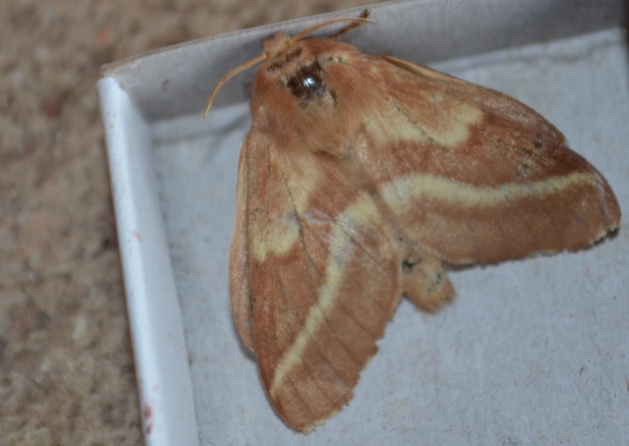 Malacosoma castrensis - kutyatejszövő