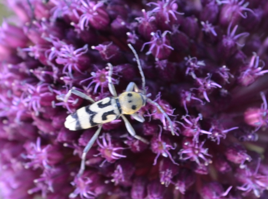 Chlorophorus varius - díszes darázscincér