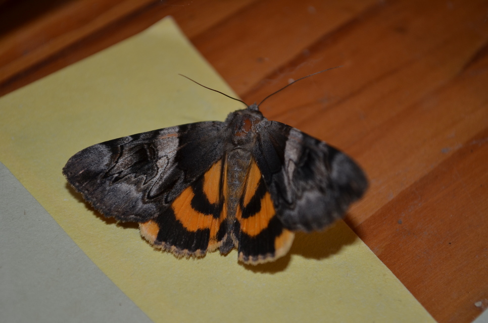 Catocala fulminea - galagonya-övesbagoly