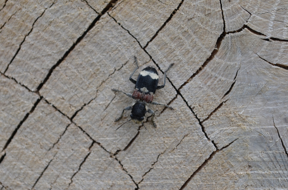 Clerus mutillarius - feketenyakú szúfarkas