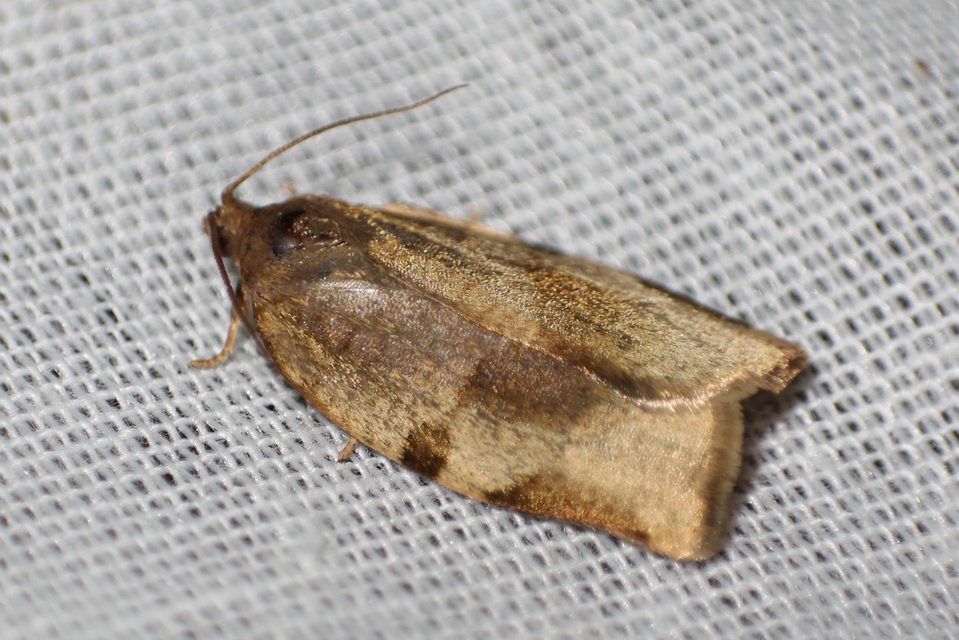 Choristoneura hebenstreitella - mogyoró-sodrómoly