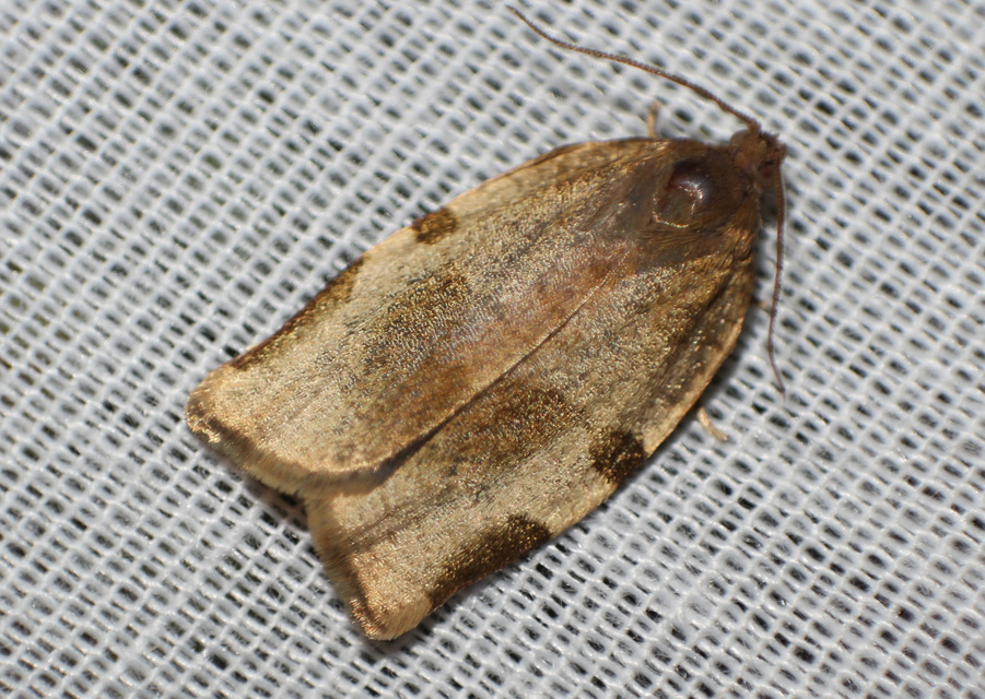 Choristoneura hebenstreitella - mogyoró-sodrómoly
