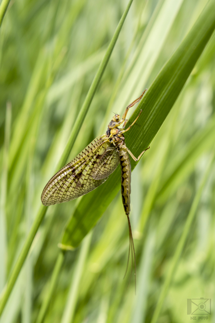 Ephemera vulgata - közönséges tarkakérész