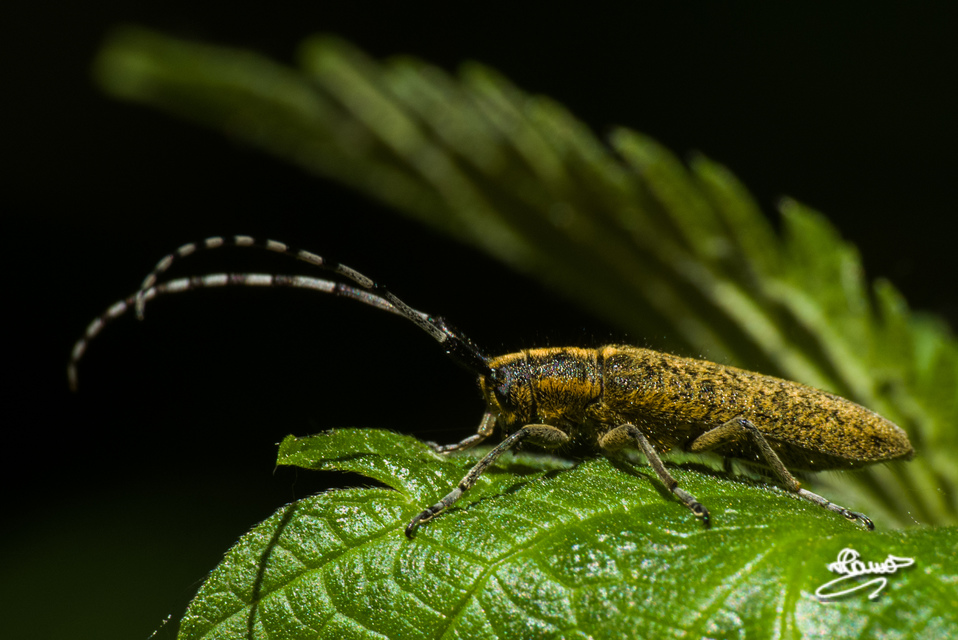 Agapanthia villosoviridescens - fehérgyűrűs bogáncscincér