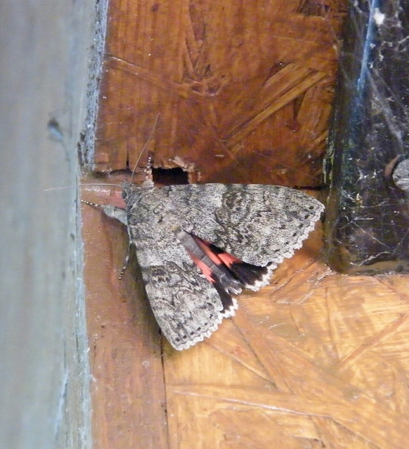 Catocala nupta - piros övesbagoly